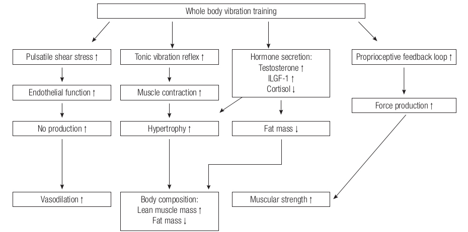 amélioration de la composition corporelle et la fonction vasculaire Power Plate