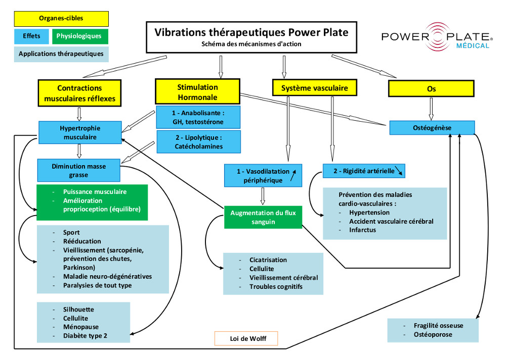 Mécanismes d'action des vibrations thérapeutiques Power Plate sur l'organisme